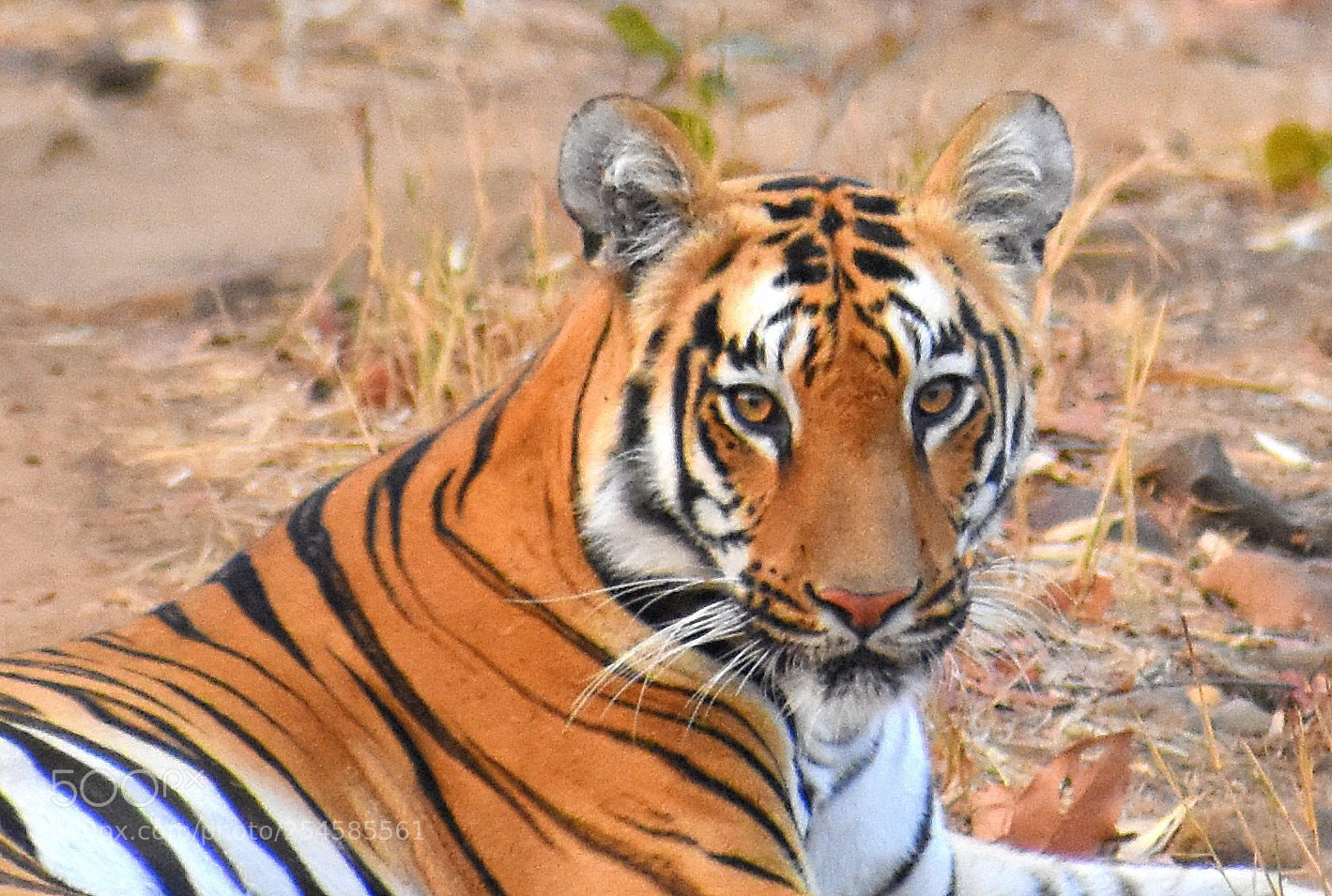 Nikon D7200 sample photo. Tigress photography
