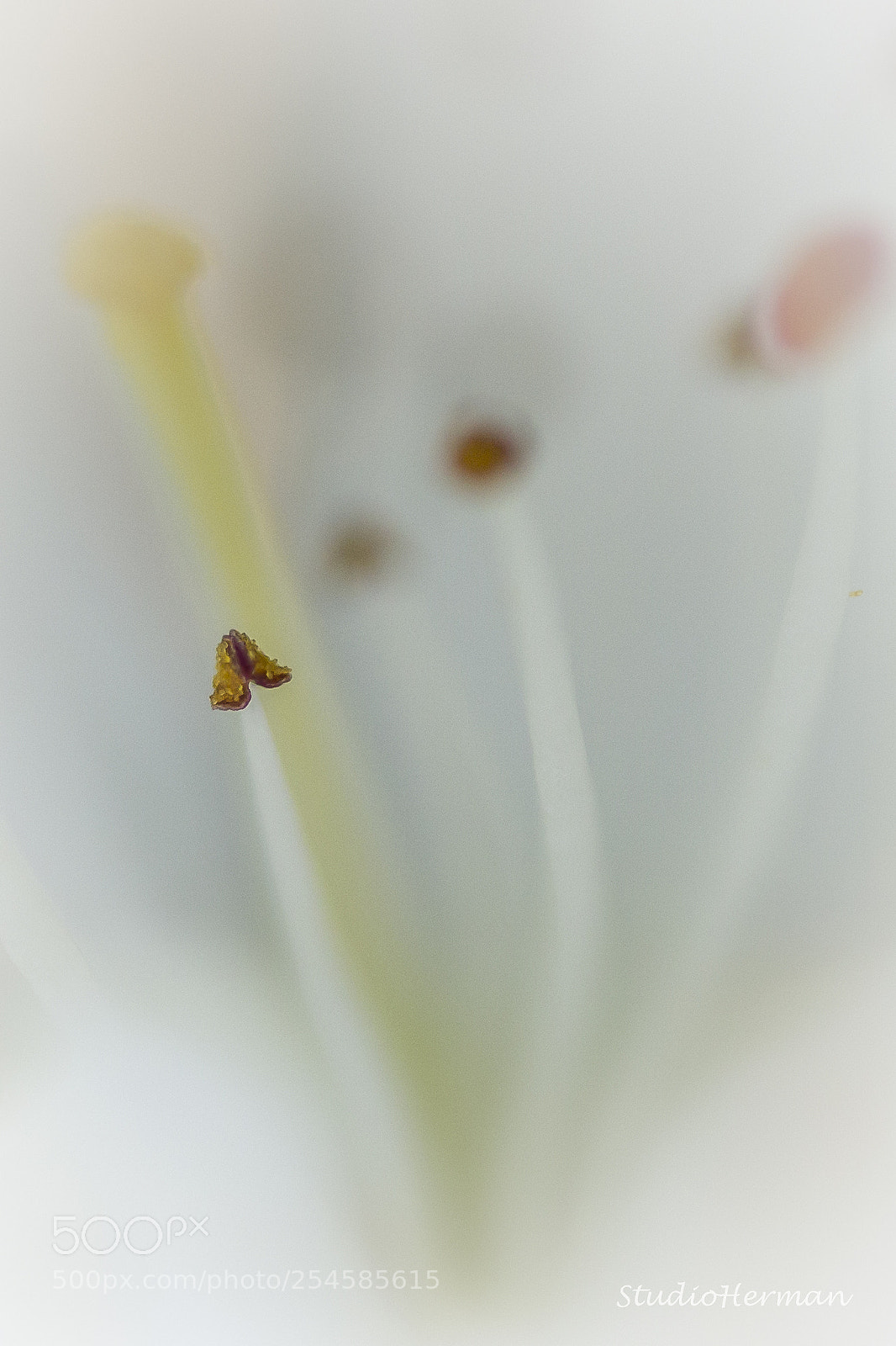 Canon EOS 60D sample photo. Bloesems photography