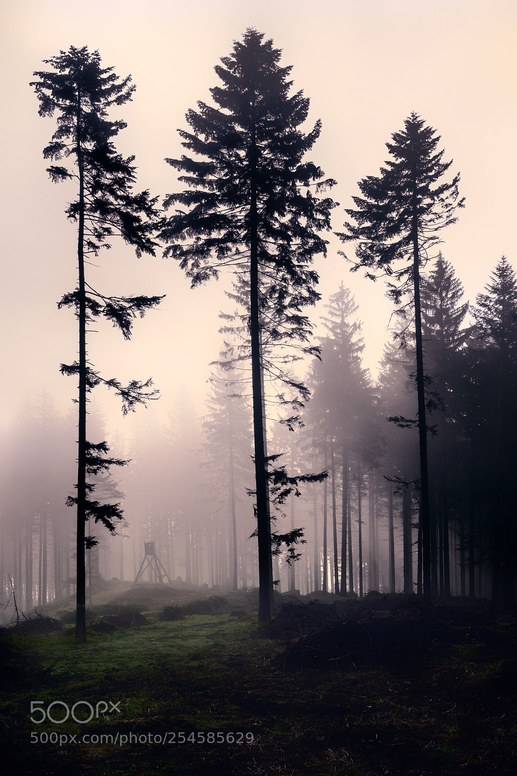 Sony Cyber-shot DSC-RX100 sample photo. Trees in mist photography