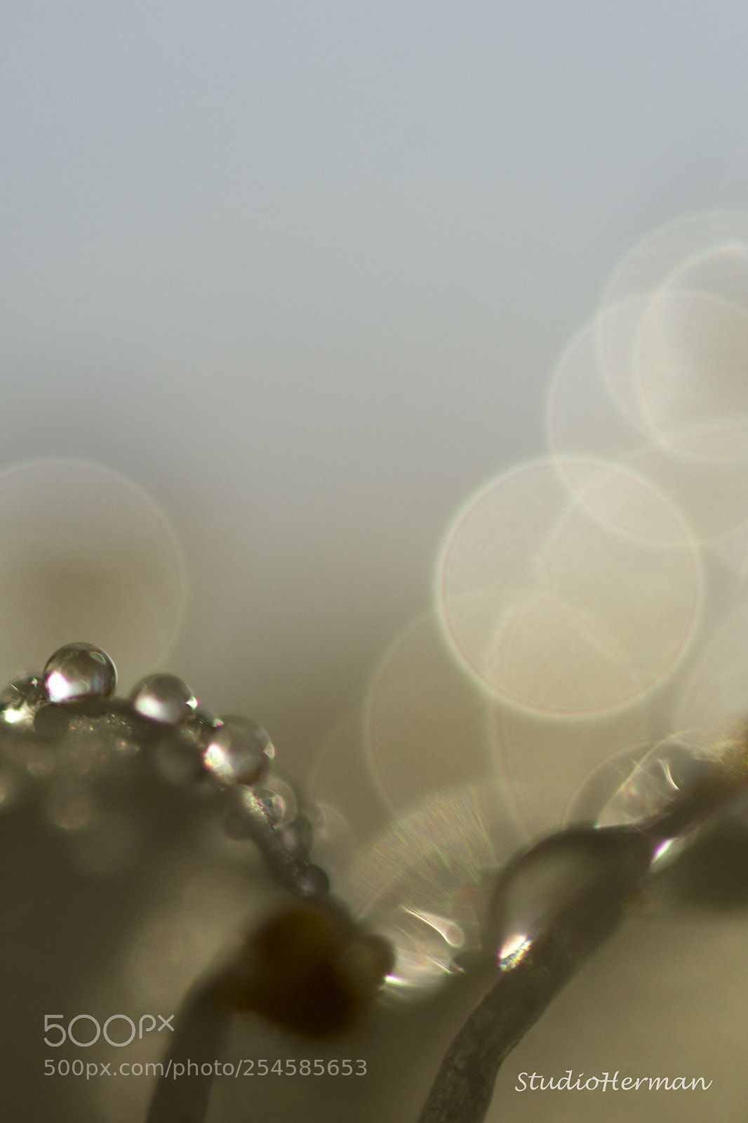 Canon EOS 60D sample photo. Bloesems photography