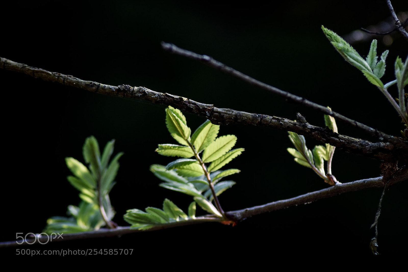 Nikon D3300 sample photo. Spring 3 photography