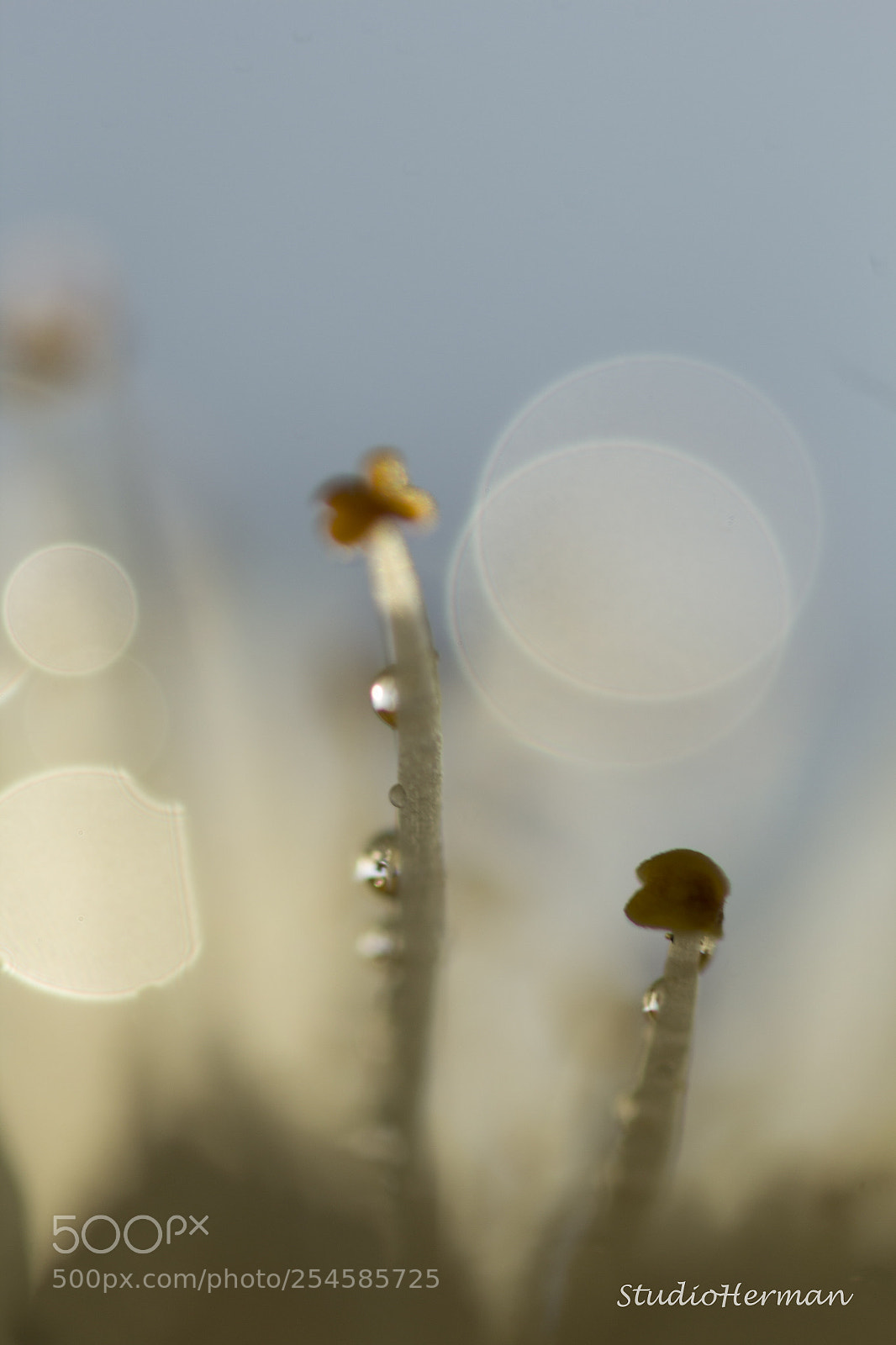 Canon EOS 60D sample photo. Bloesems photography