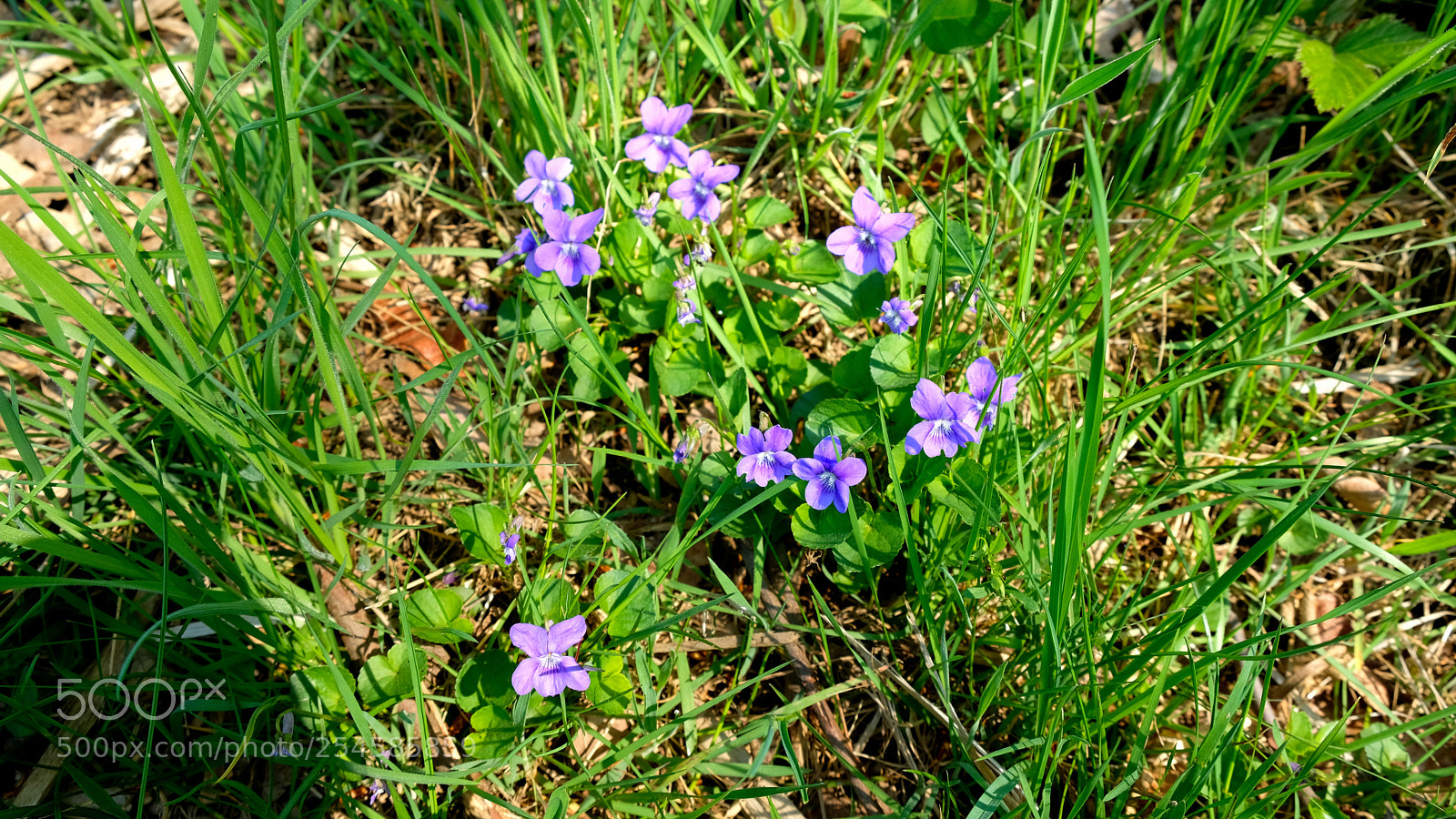 Fujifilm X-T20 sample photo. 180421.1.jpg photography