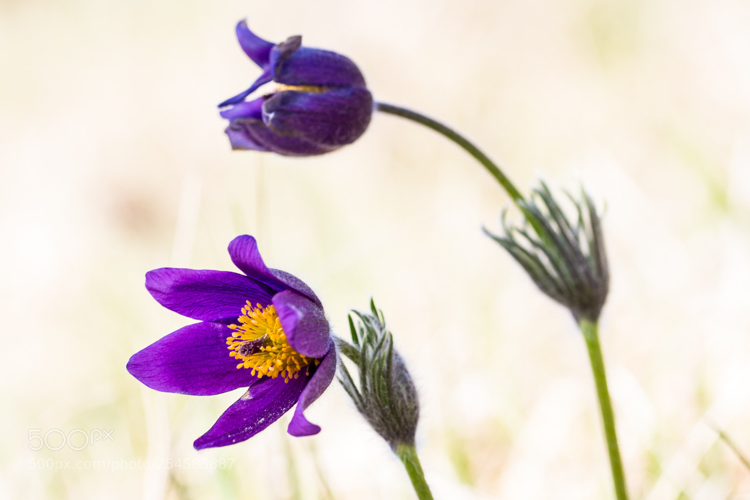 Canon EOS 60D sample photo. Pulsatilla photography
