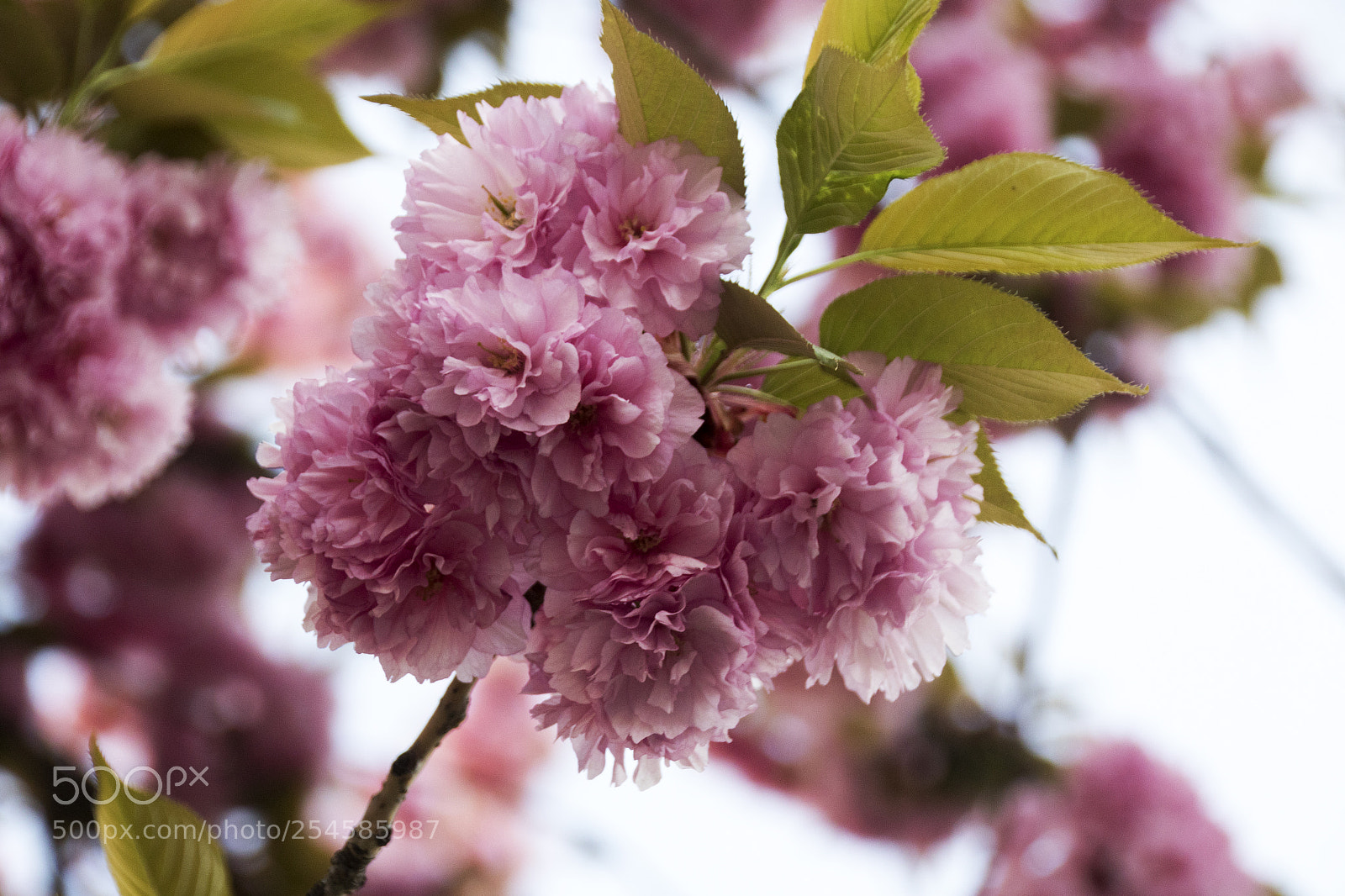 Canon EOS 7D Mark II sample photo. Blumen photography