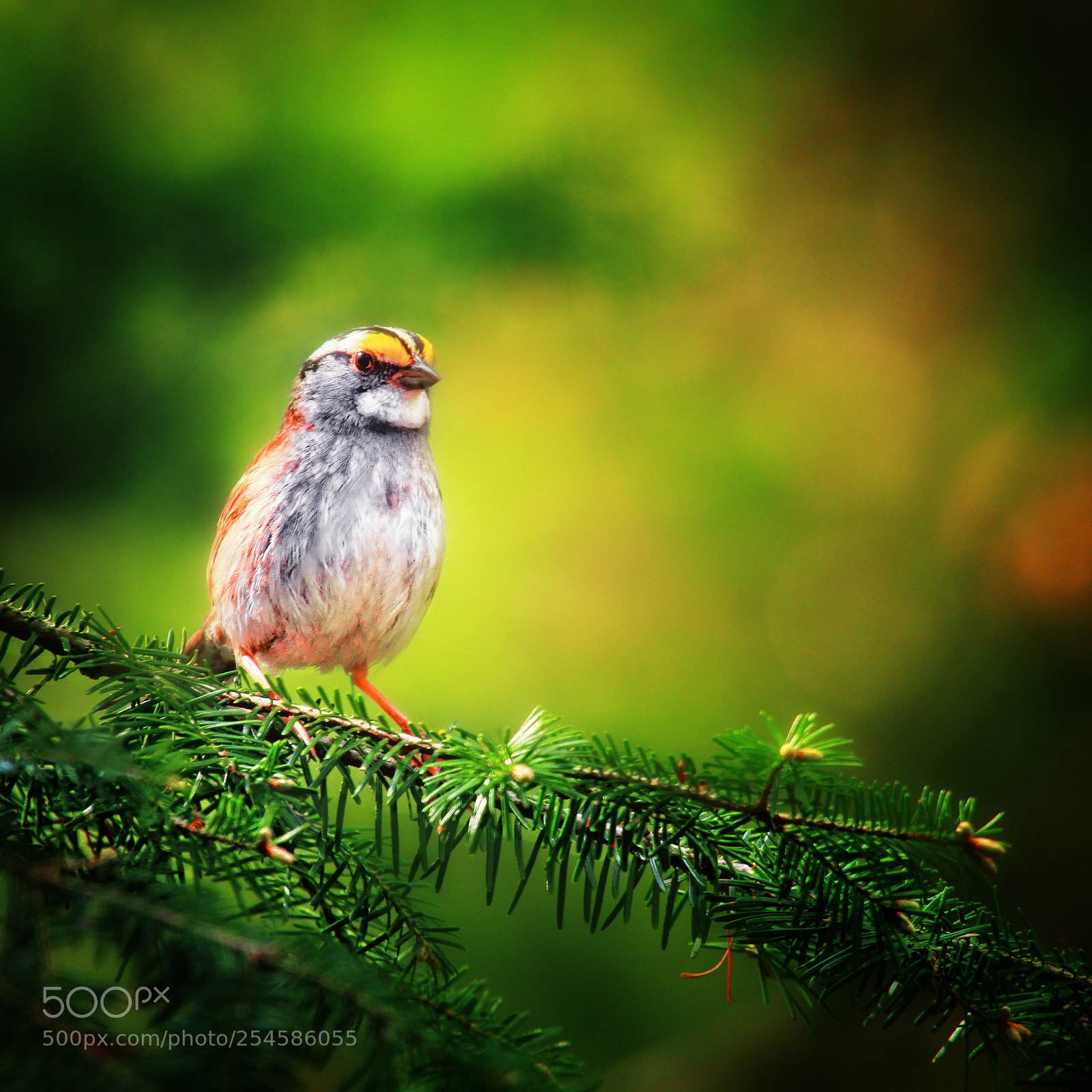 Canon EOS 7D sample photo. Sparrow in evergreens photography