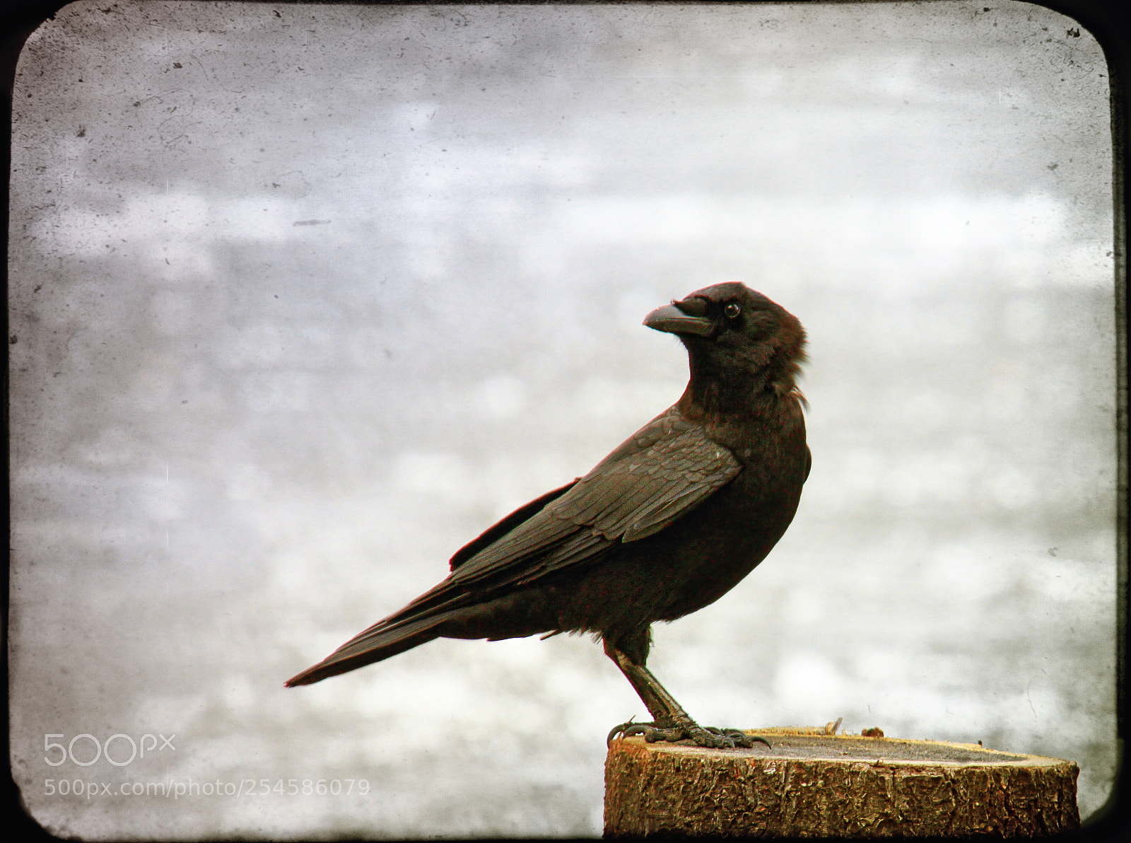 Canon EOS 7D sample photo. Crow on stump photography