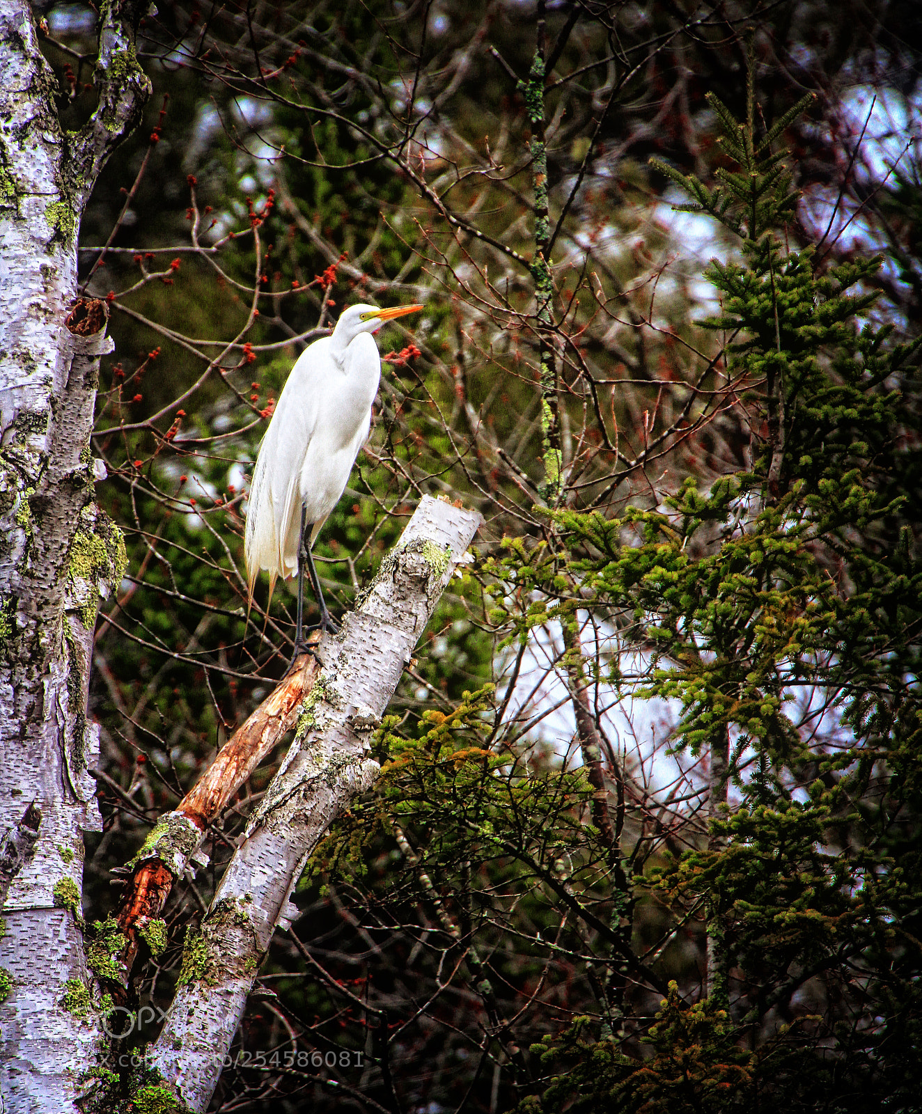 Canon EOS 7D sample photo. Snowy egret in birch photography