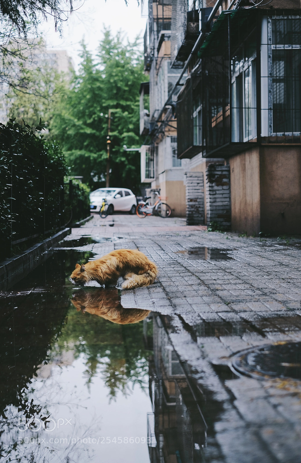 Fujifilm X-Pro2 sample photo. The cat photography