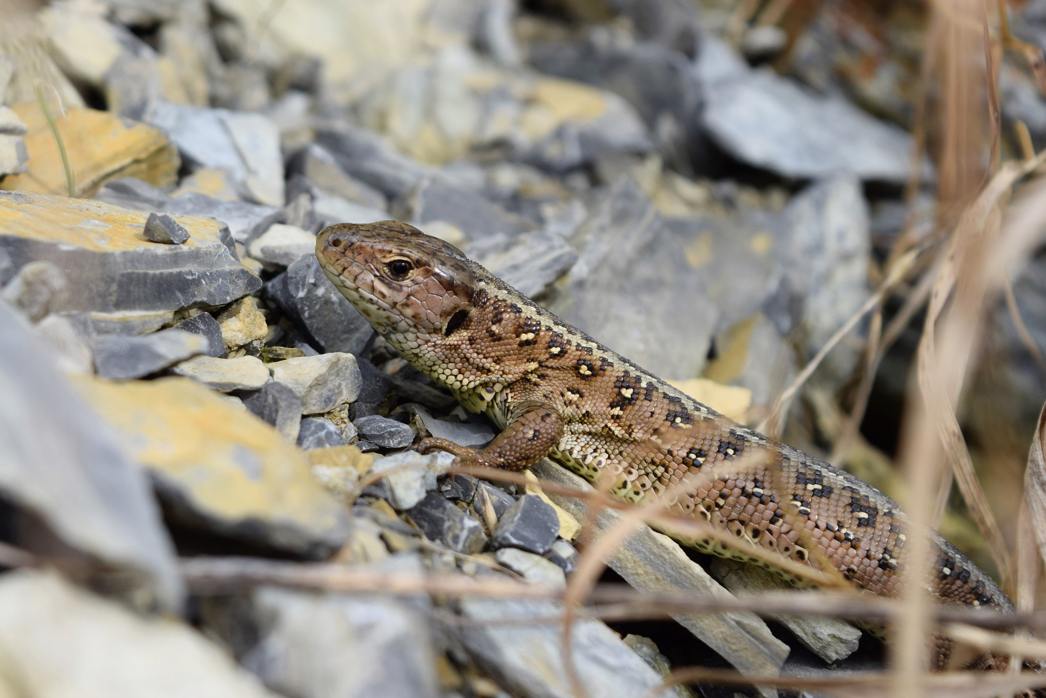 Nikon D5300 sample photo. Female sand lizard photography