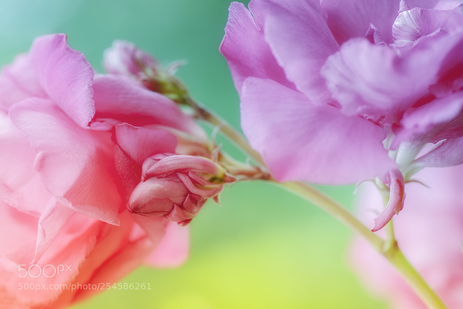 Nikon D700 sample photo. Buds and blossoming photography