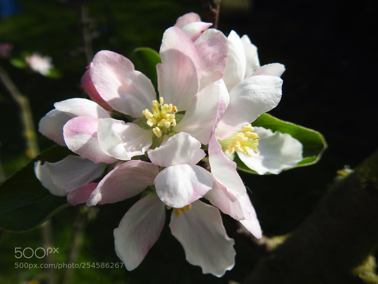Nikon Coolpix P900 sample photo. Apple blossom photography