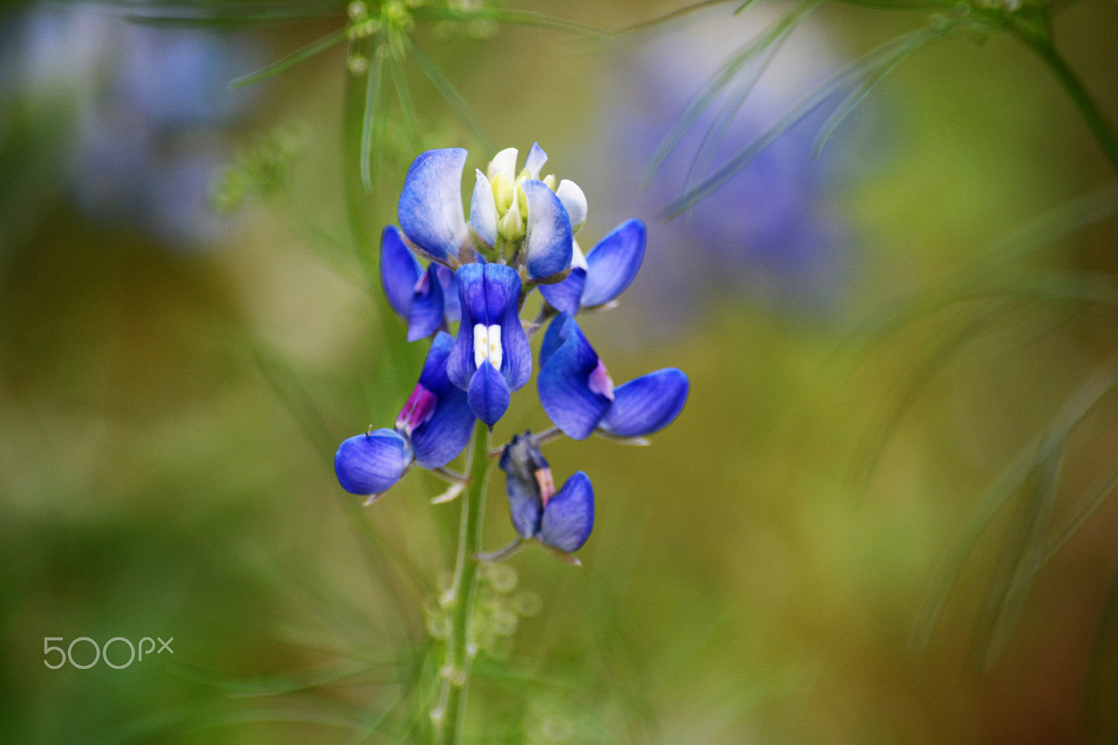 Nikon D7100 sample photo. Bluebonnet photography