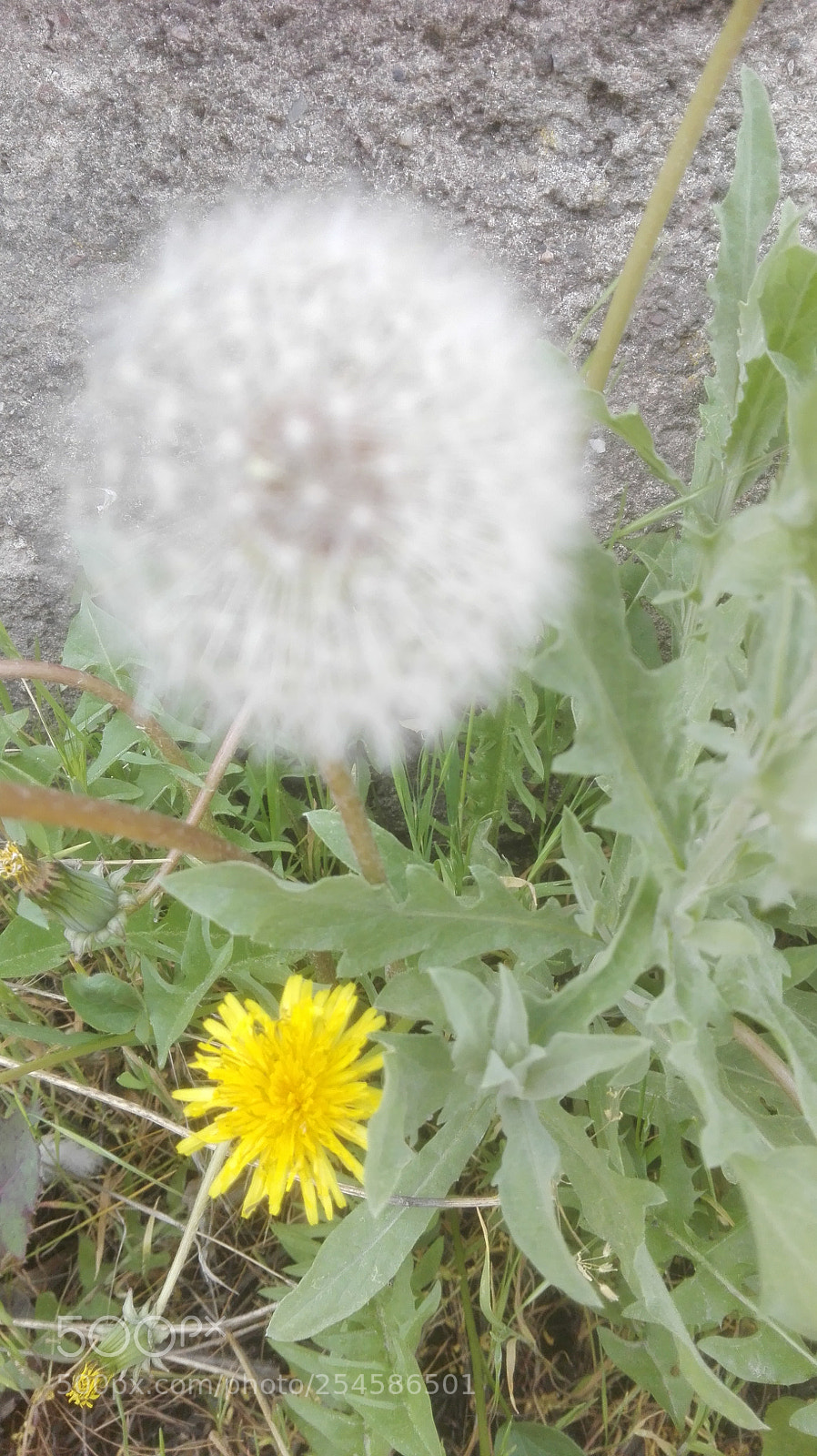 HUAWEI P8 Lite sample photo. Dandelion and yellow flower photography