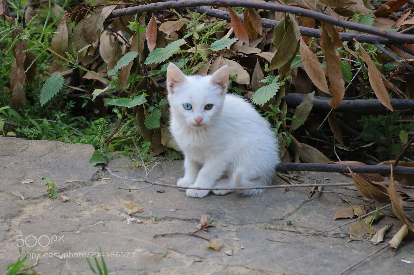 Canon EOS 750D (EOS Rebel T6i / EOS Kiss X8i) sample photo. Img photography