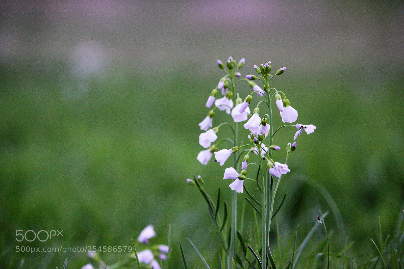 Canon EOS 50D sample photo. Cardamine pratensis photography