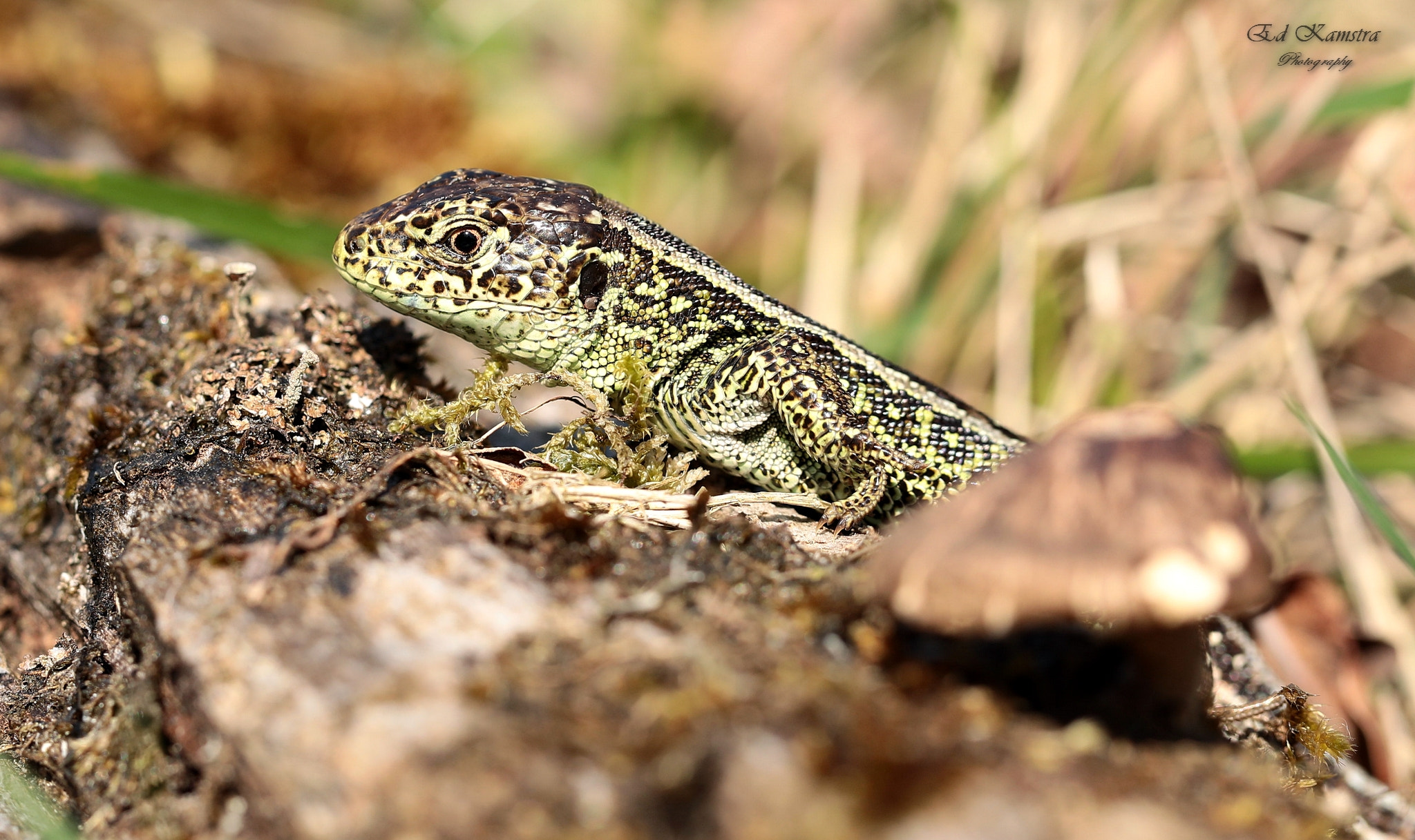 Canon EF 100mm F2.8L Macro IS USM sample photo. Zand lizard photography
