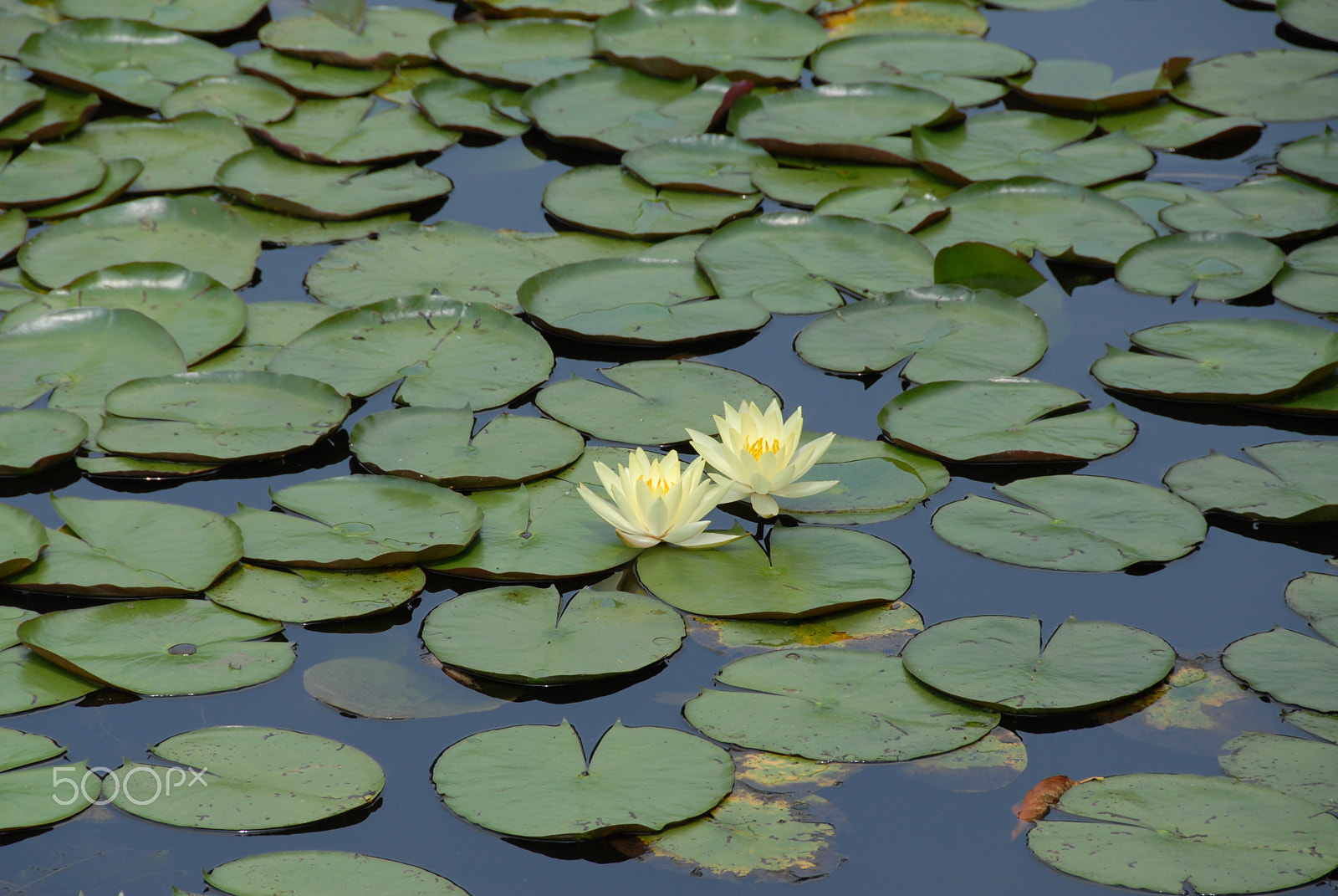 Nikon D200 sample photo. Fleurs de lotus, kyoto photography