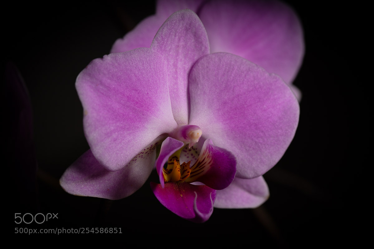 Canon EOS 6D Mark II sample photo. Orchidee photography