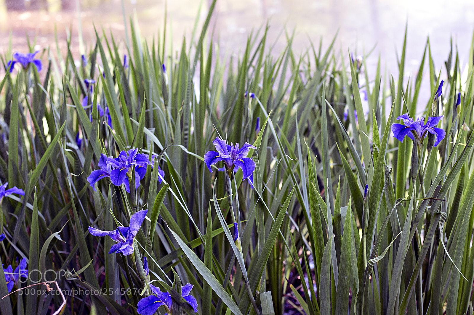 Canon EOS 70D sample photo. Purple flowers photography