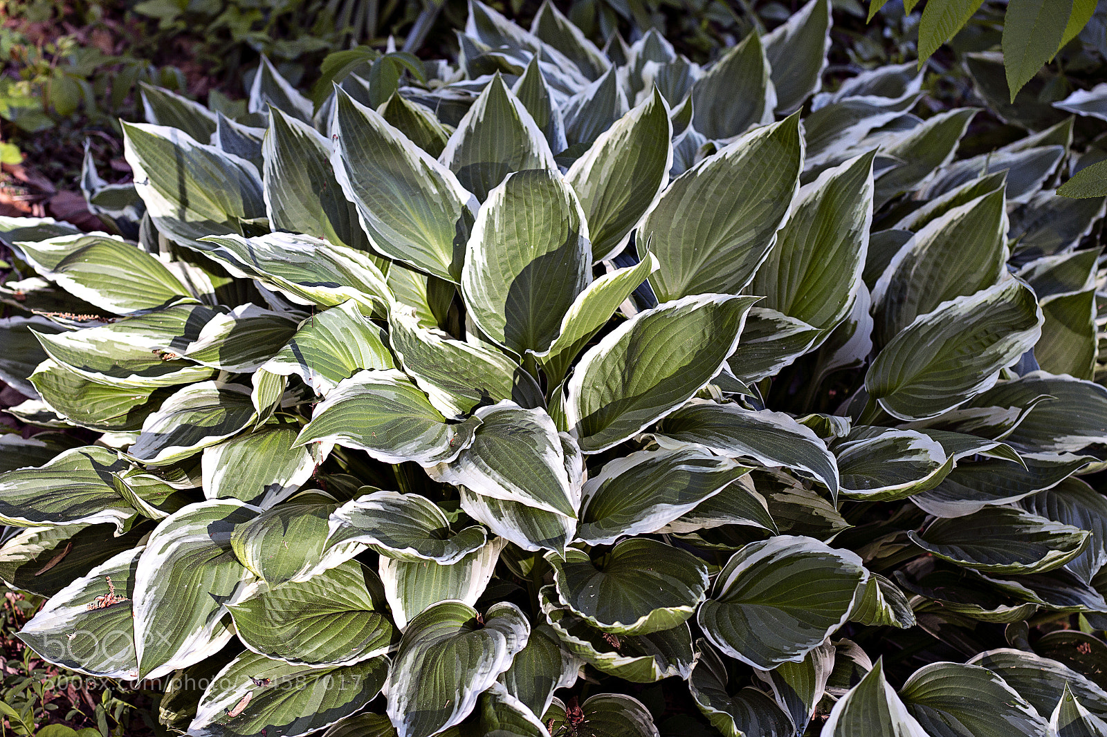 Canon EOS 70D sample photo. Plant edit photography