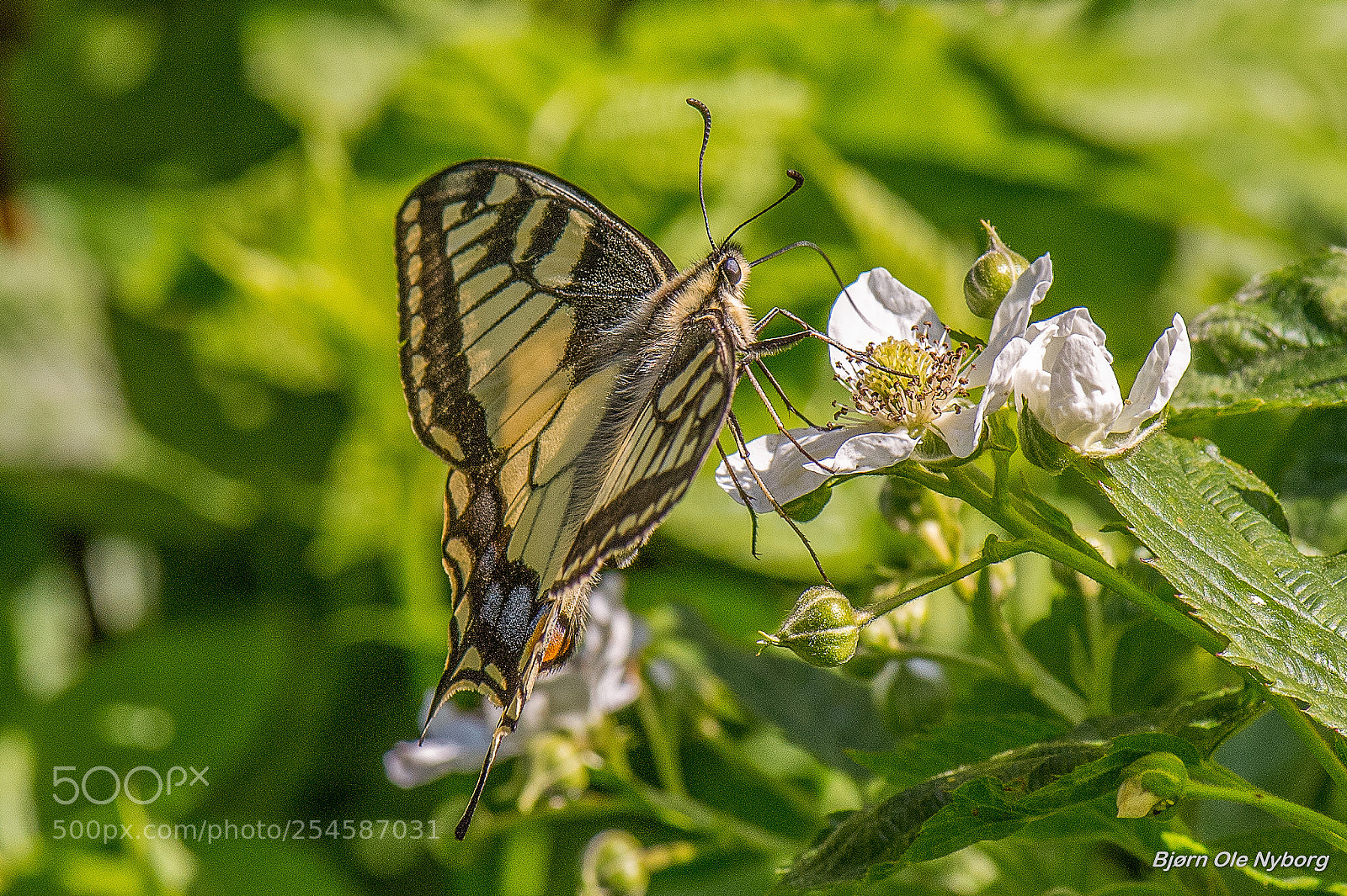Nikon D4 sample photo. Papilio machaon photography
