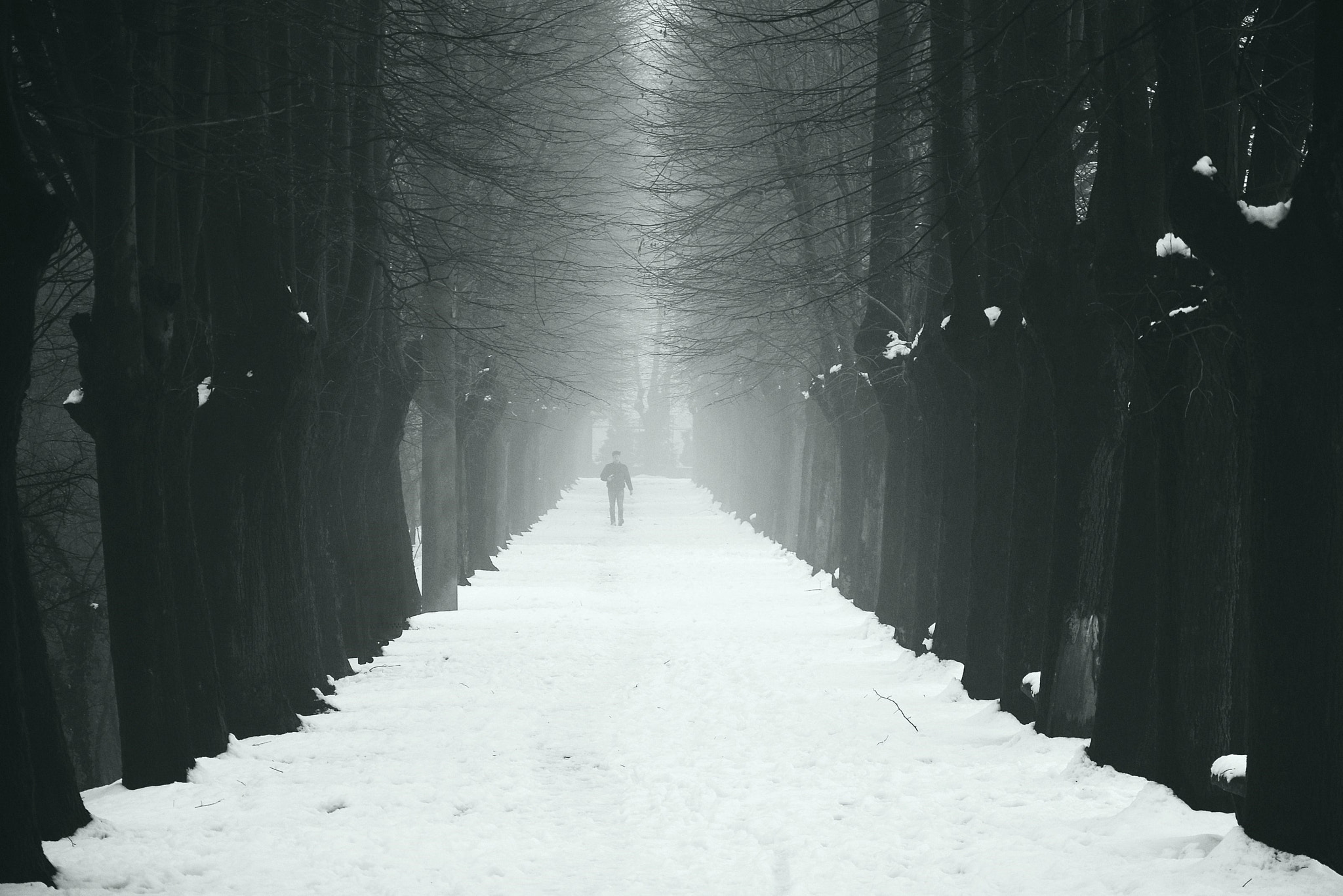 Nikon D5500 sample photo. Lonely in the snow photography