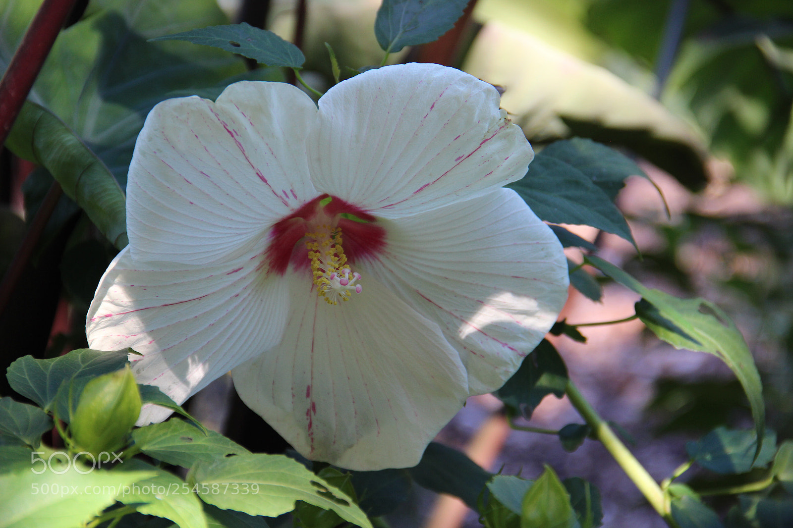 Canon EOS 600D (Rebel EOS T3i / EOS Kiss X5) sample photo. Hibiscus  photography