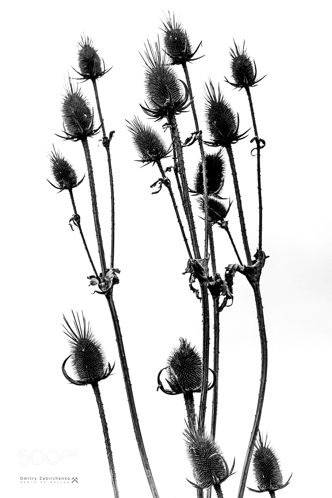 Canon EOS 6D Mark II sample photo. Graphic of nature photography