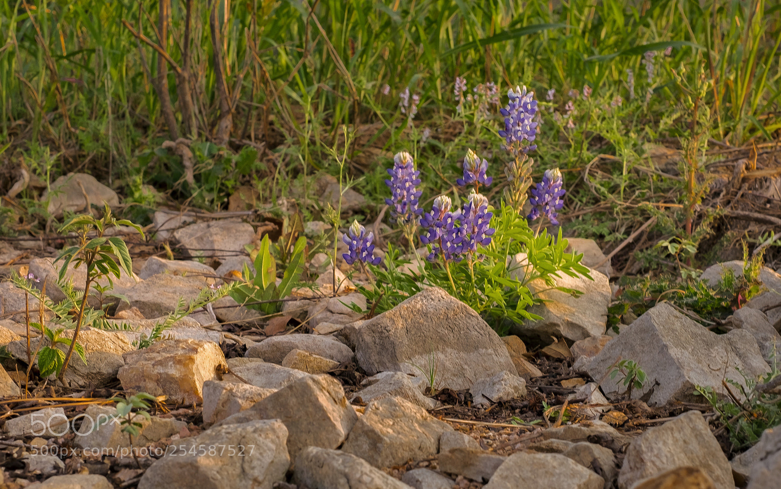Fujifilm X-T1 sample photo. Bluebonnets and rocks photography