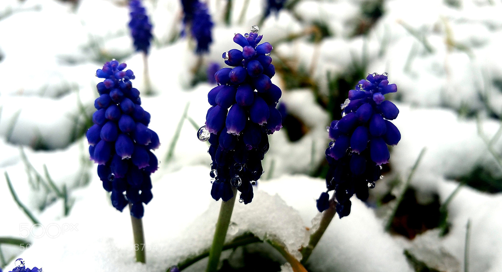 Samsung Galaxy Note4 sample photo. 3 of a kind photography