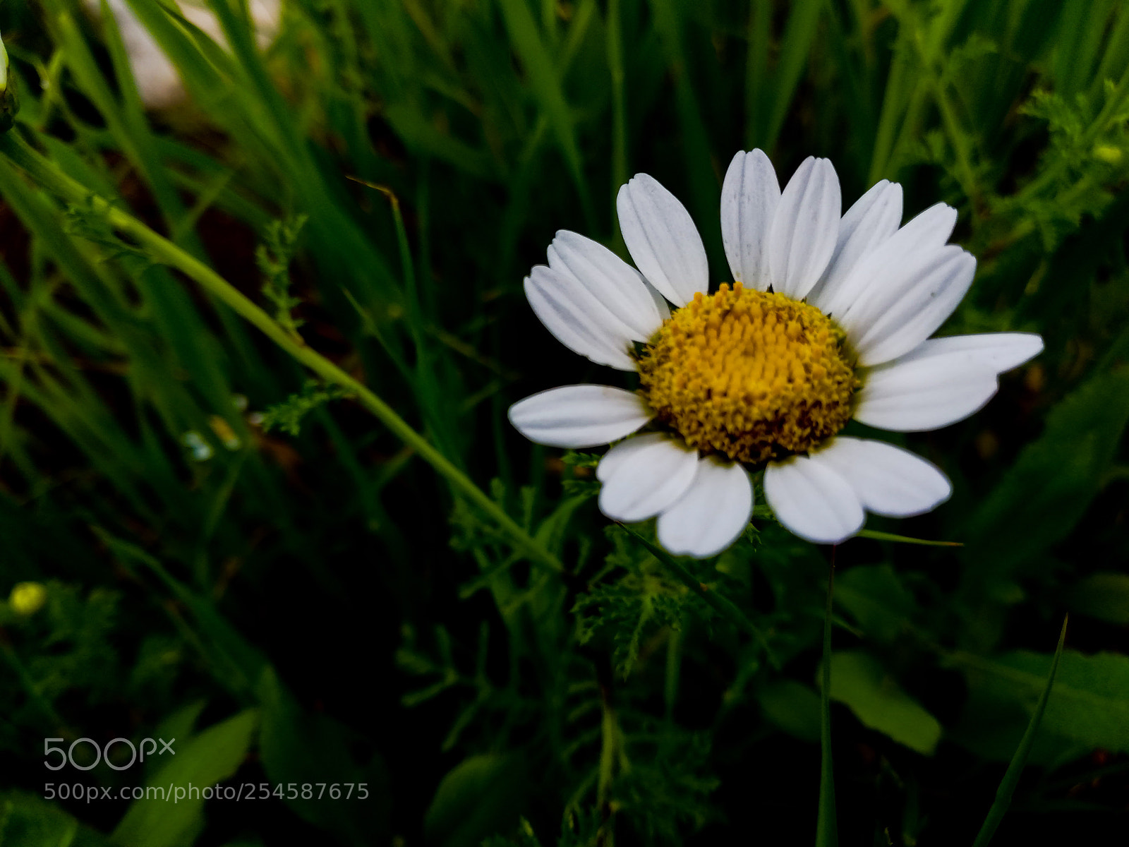 HUAWEI Mate 10 Lite sample photo. Untitled photography