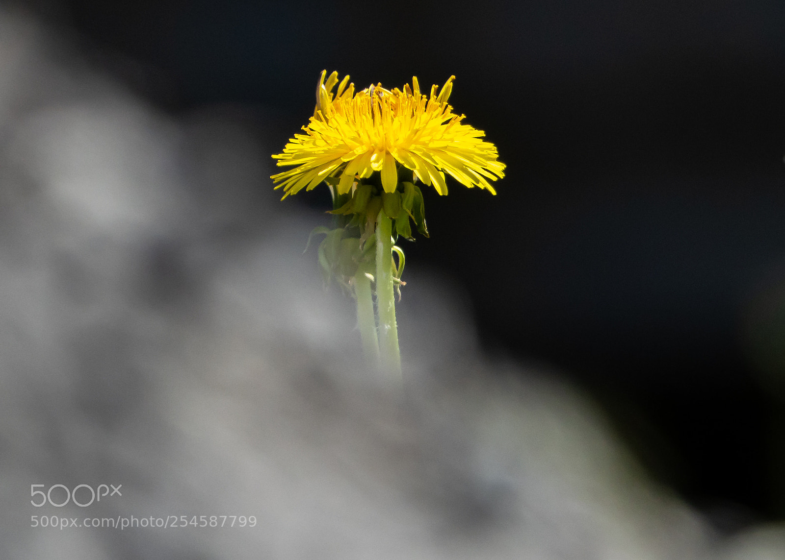 Sony Cyber-shot DSC-RX10 III sample photo. Taraxacum sect. photography
