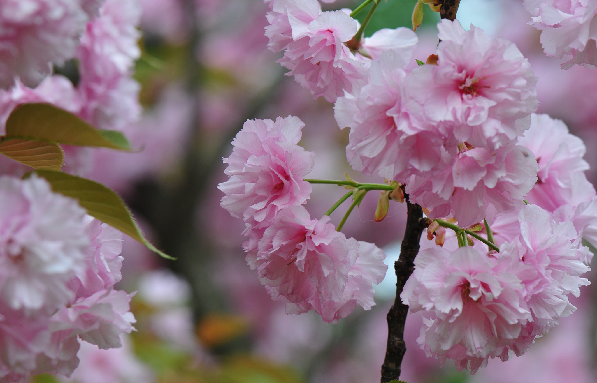 Nikon AF-S Micro-Nikkor 105mm F2.8G IF-ED VR sample photo. Cherry blossom photography