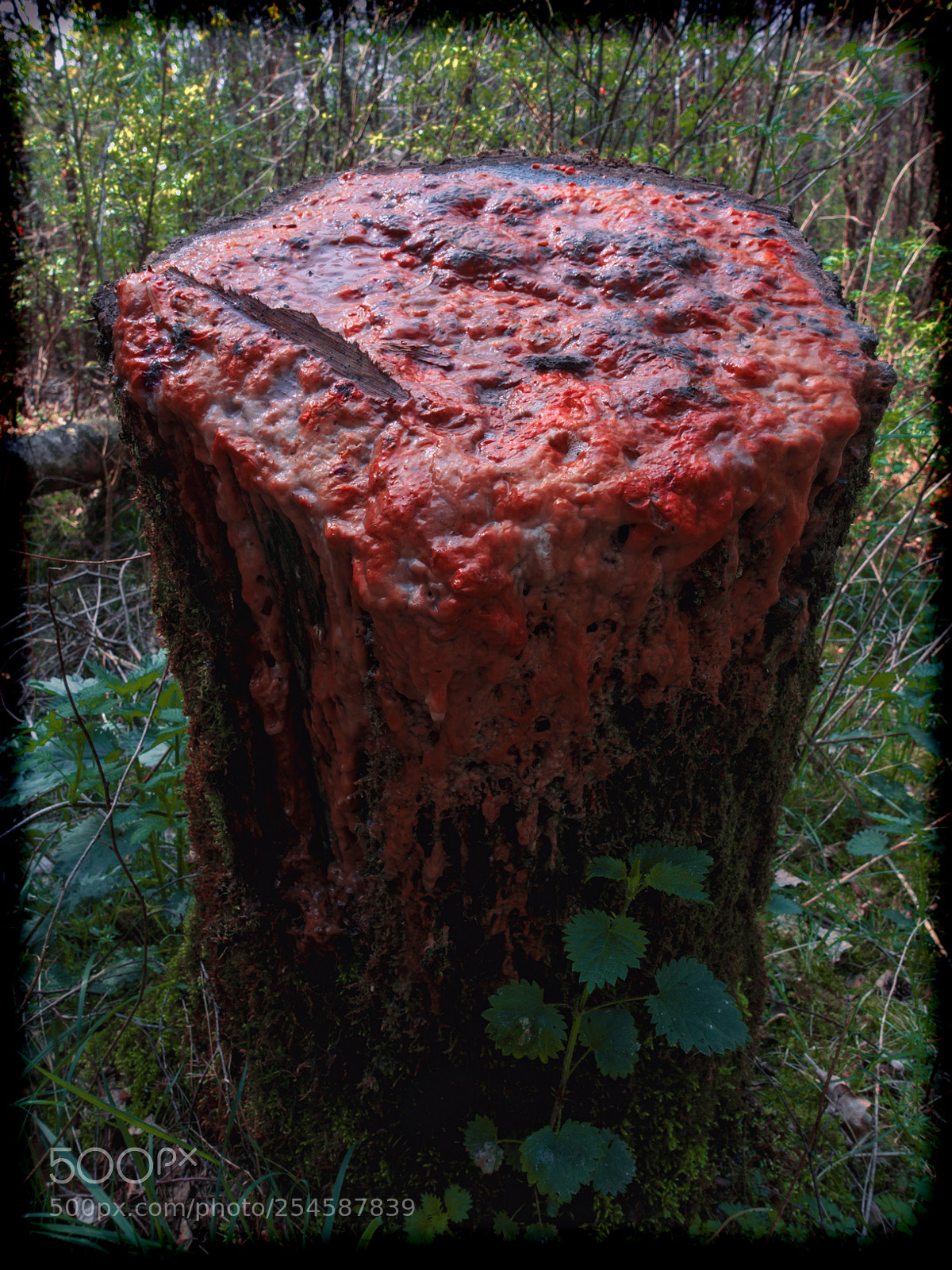 Sony Cyber-shot DSC-RX100 III sample photo. ... altar der natur ... photography