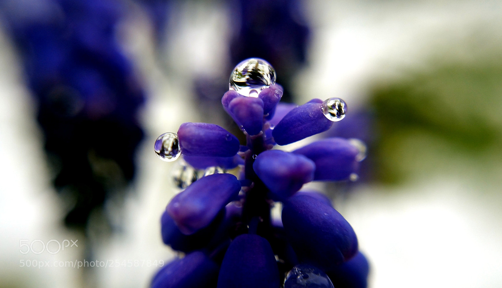 Samsung Galaxy Note4 sample photo. Grape droplets photography