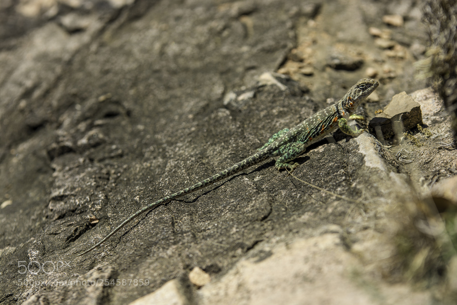 Nikon D7100 sample photo. Texas lizard photography