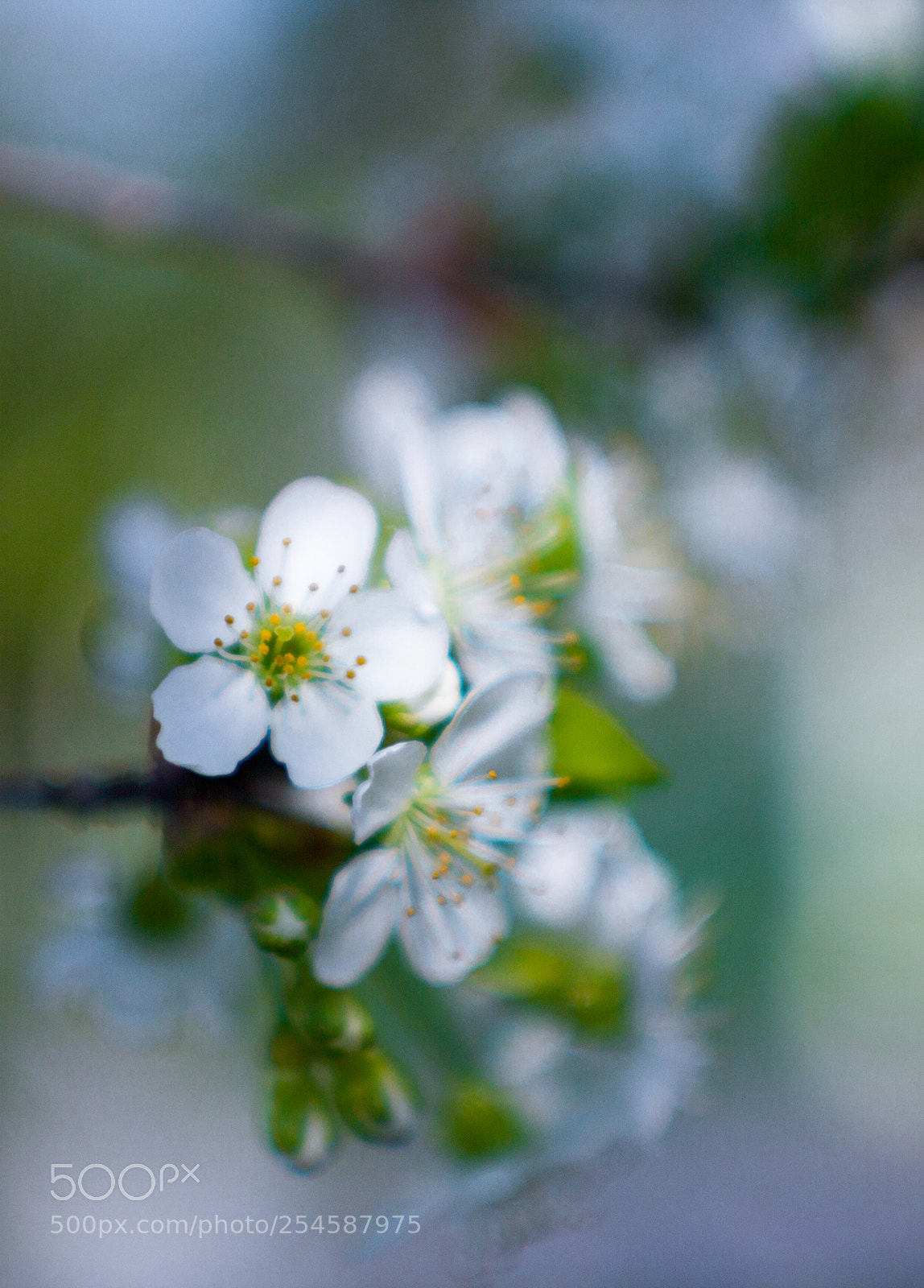 Canon EOS 7D sample photo. Shades of spring photography