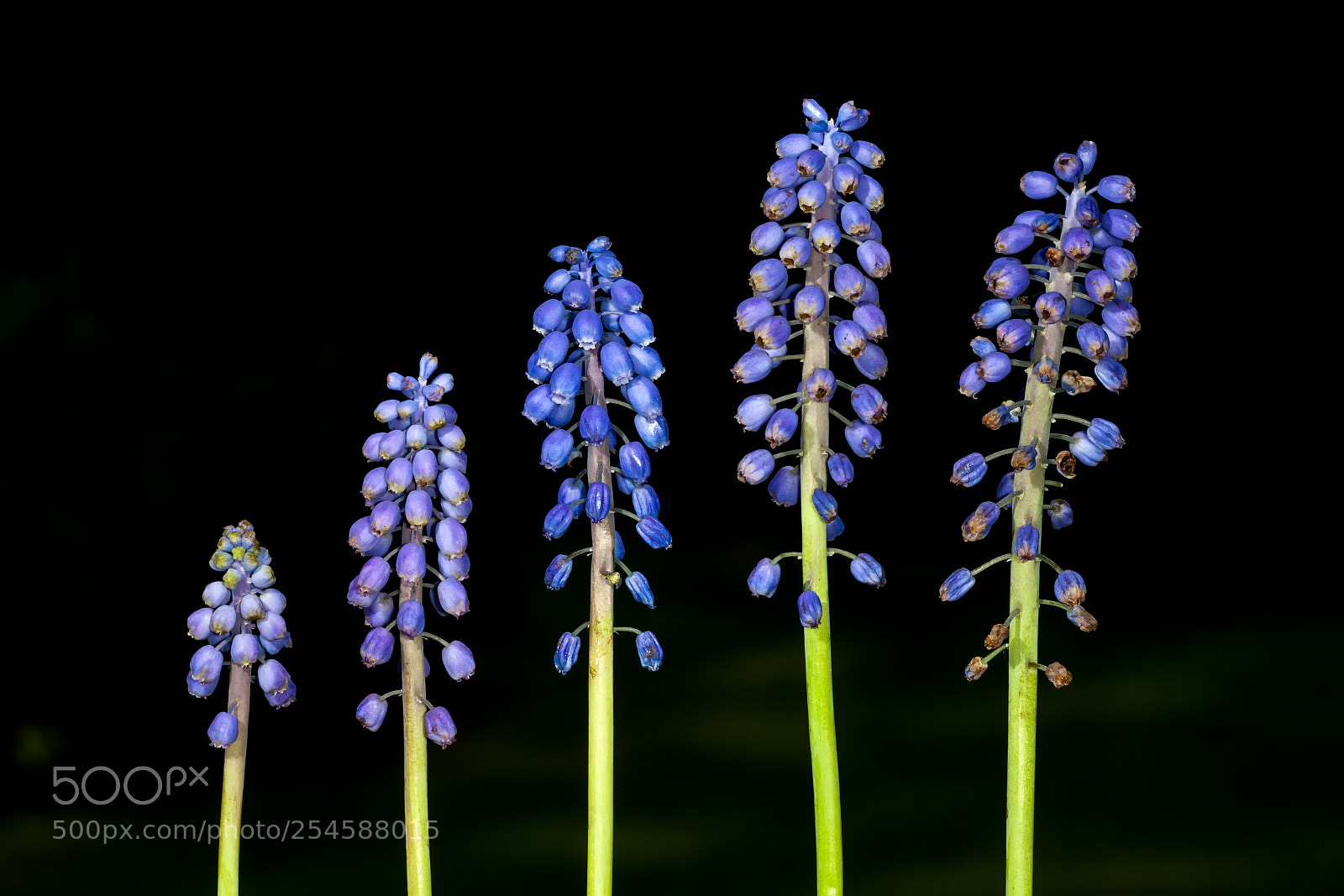 Canon EOS 5D Mark II sample photo. Muscari_5 photography