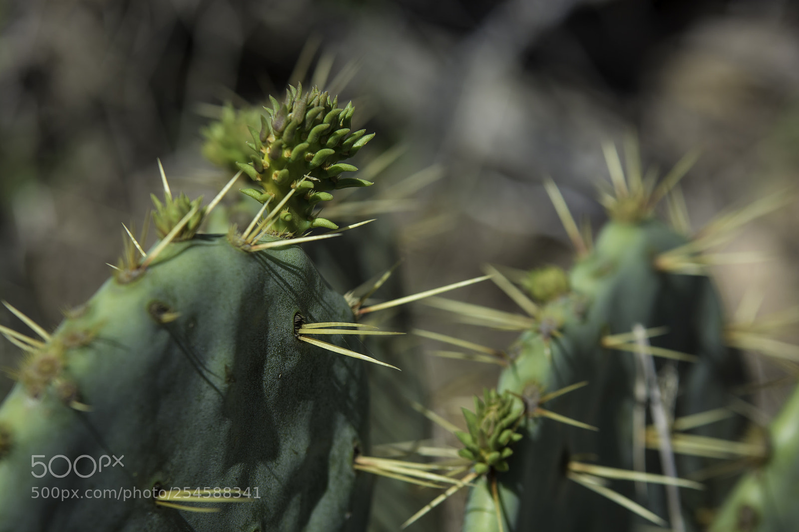 Nikon D7100 sample photo. Prickly photography