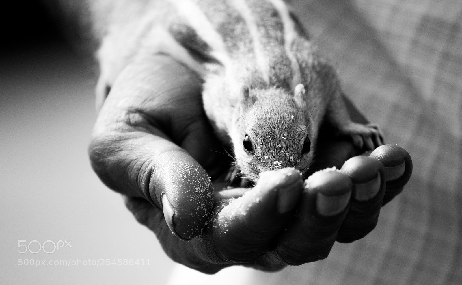 Nikon D5000 sample photo. Untitled photography