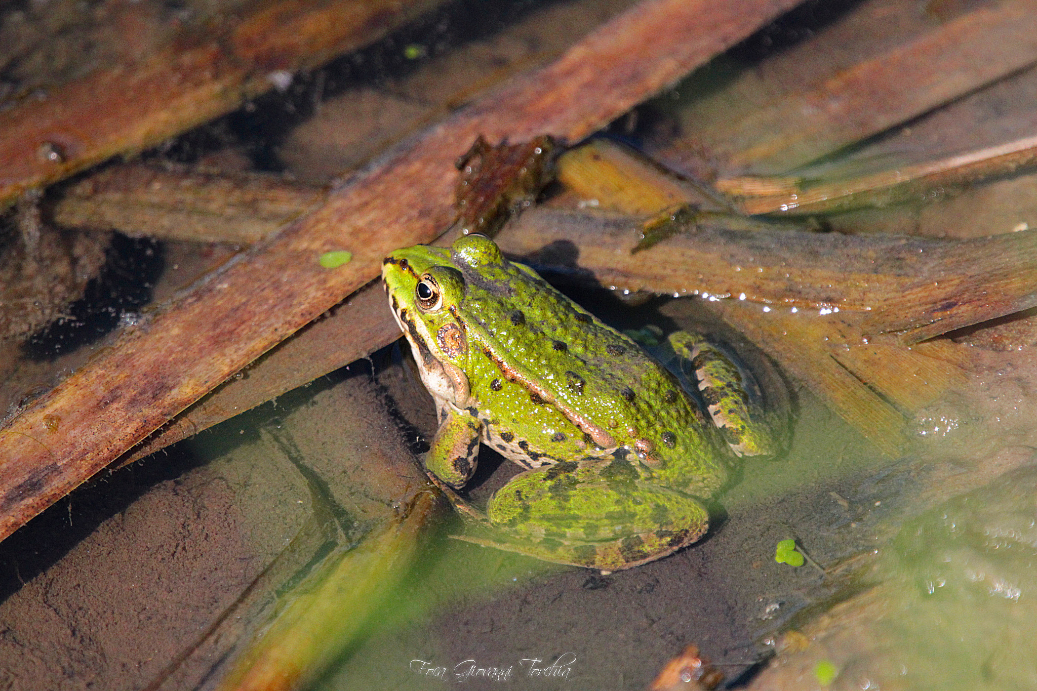 Sigma 150-600mm F5-6.3 DG OS HSM | C sample photo. Frog.... crà crà photography