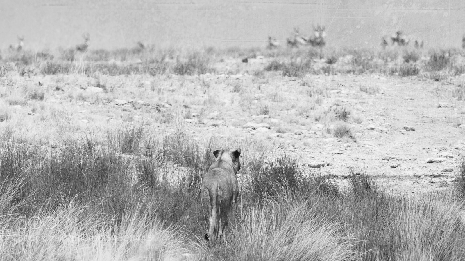 Nikon D7000 sample photo. Lioness photography