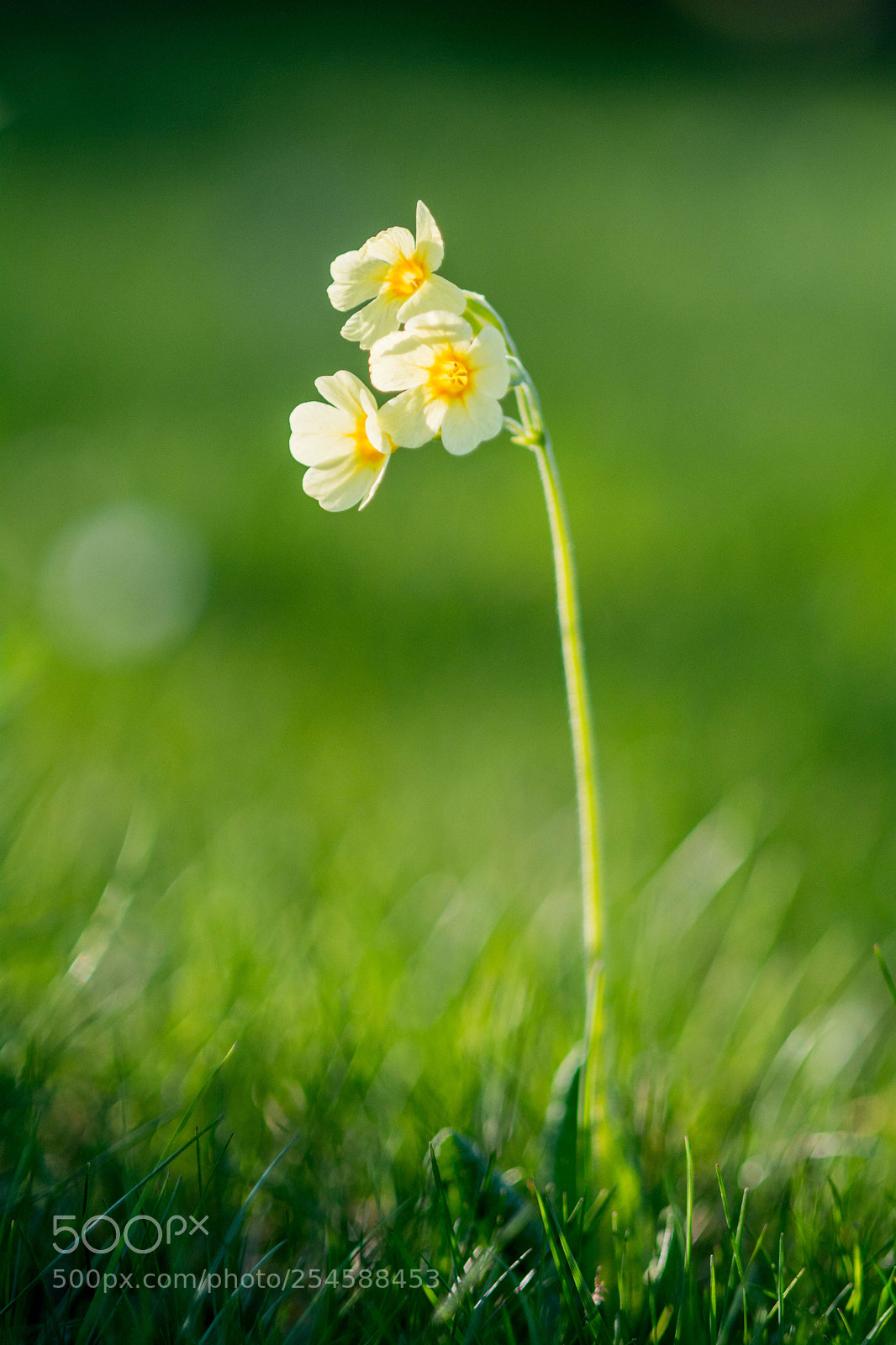 Nikon D7100 sample photo. Flower photography