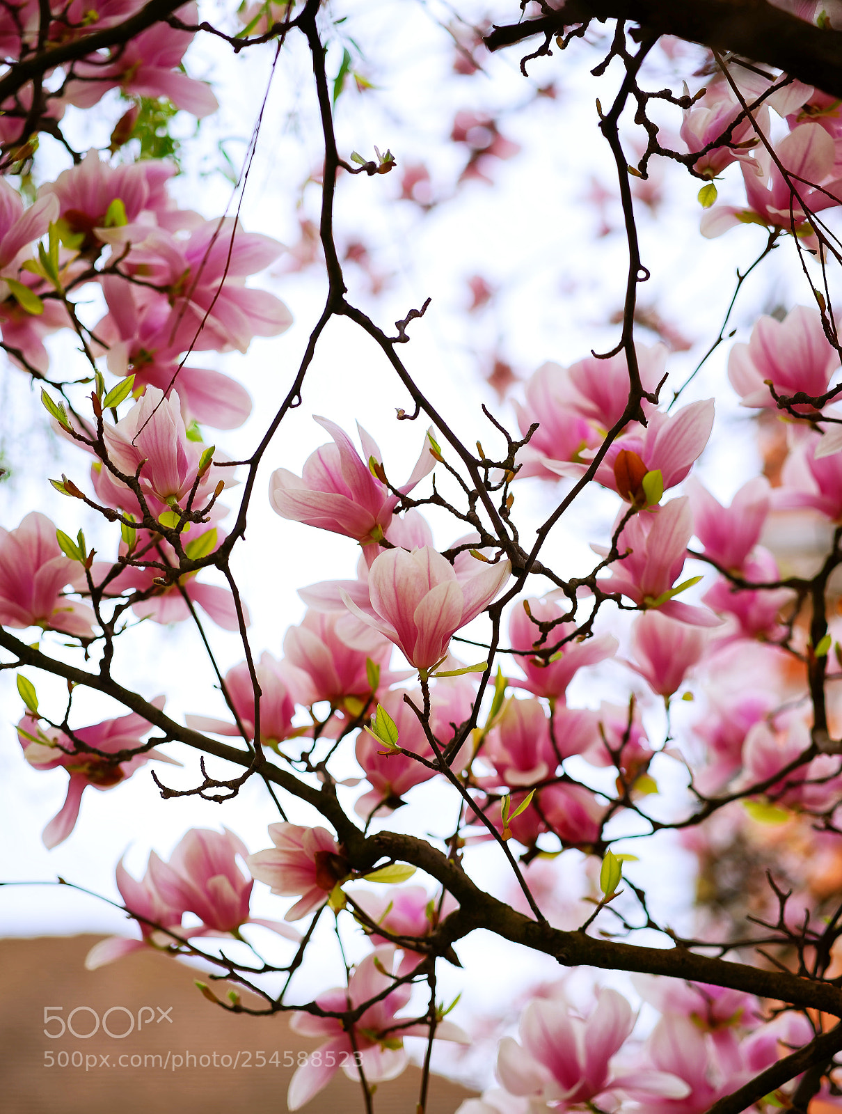 Sony a7 II sample photo. Magnolia photography