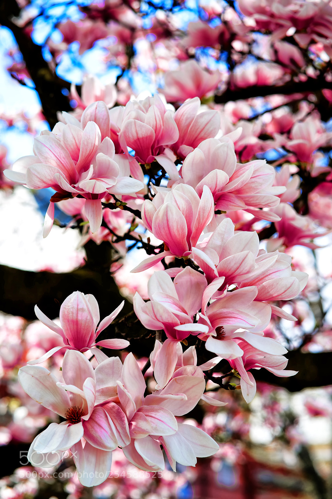 Sony a7 II sample photo. Magnolia photography