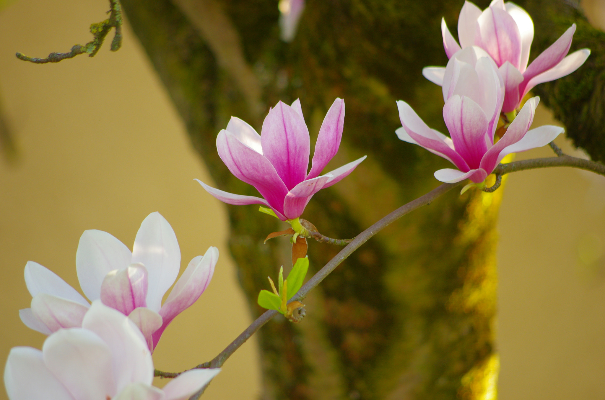 HD Pentax DA 55-300mm F4.0-5.8 ED WR sample photo. Powerful magnolia photography