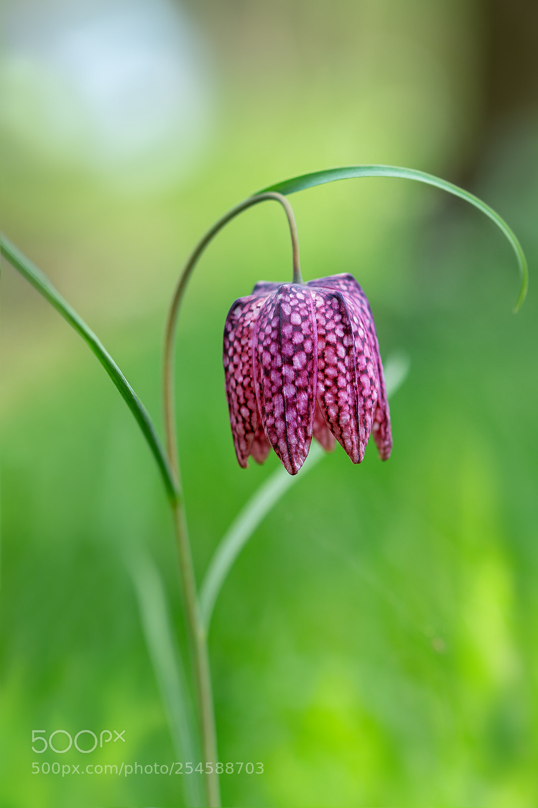 Nikon D5200 sample photo. Fritillaria photography