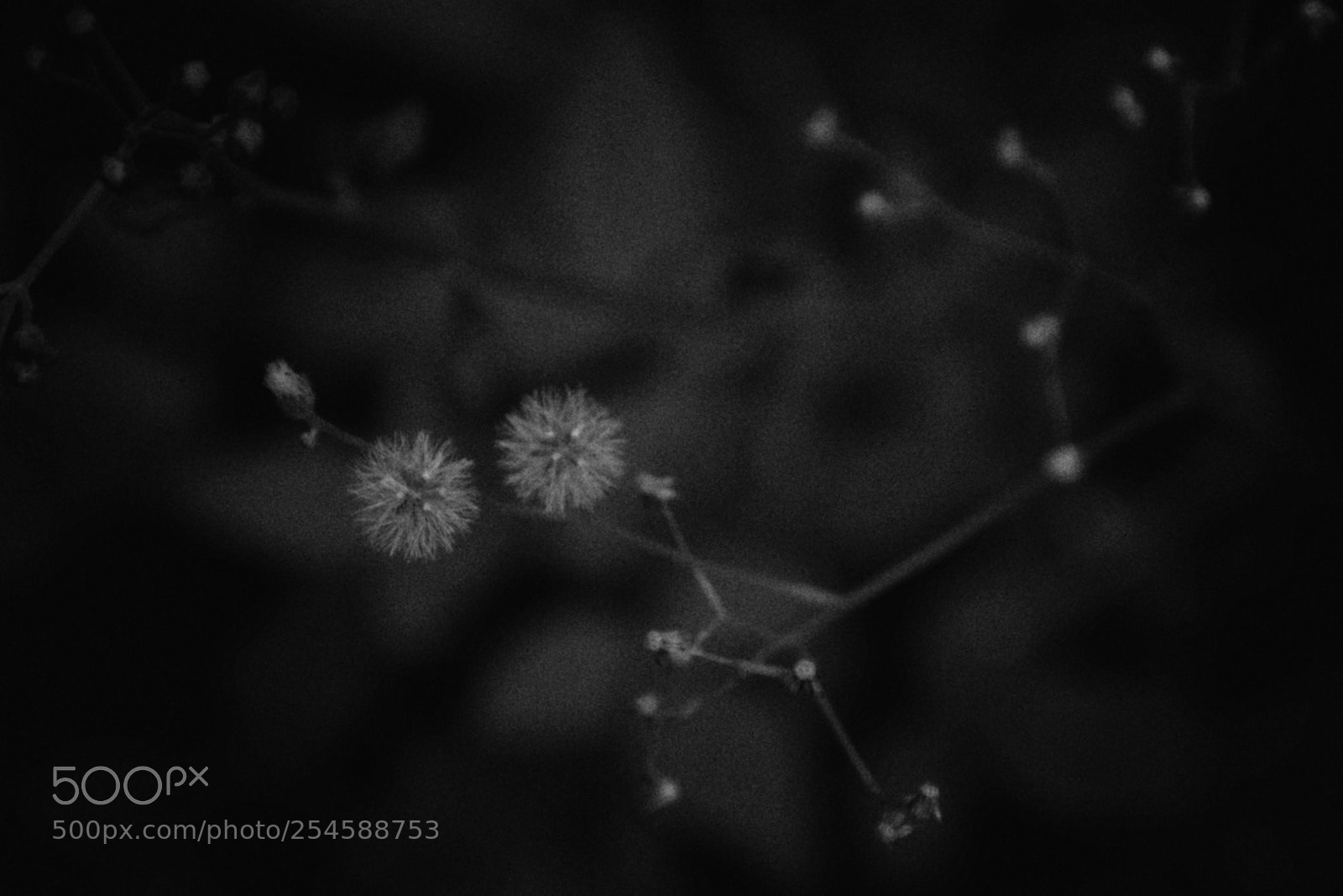 Nikon D5300 sample photo. Little iron weed photography