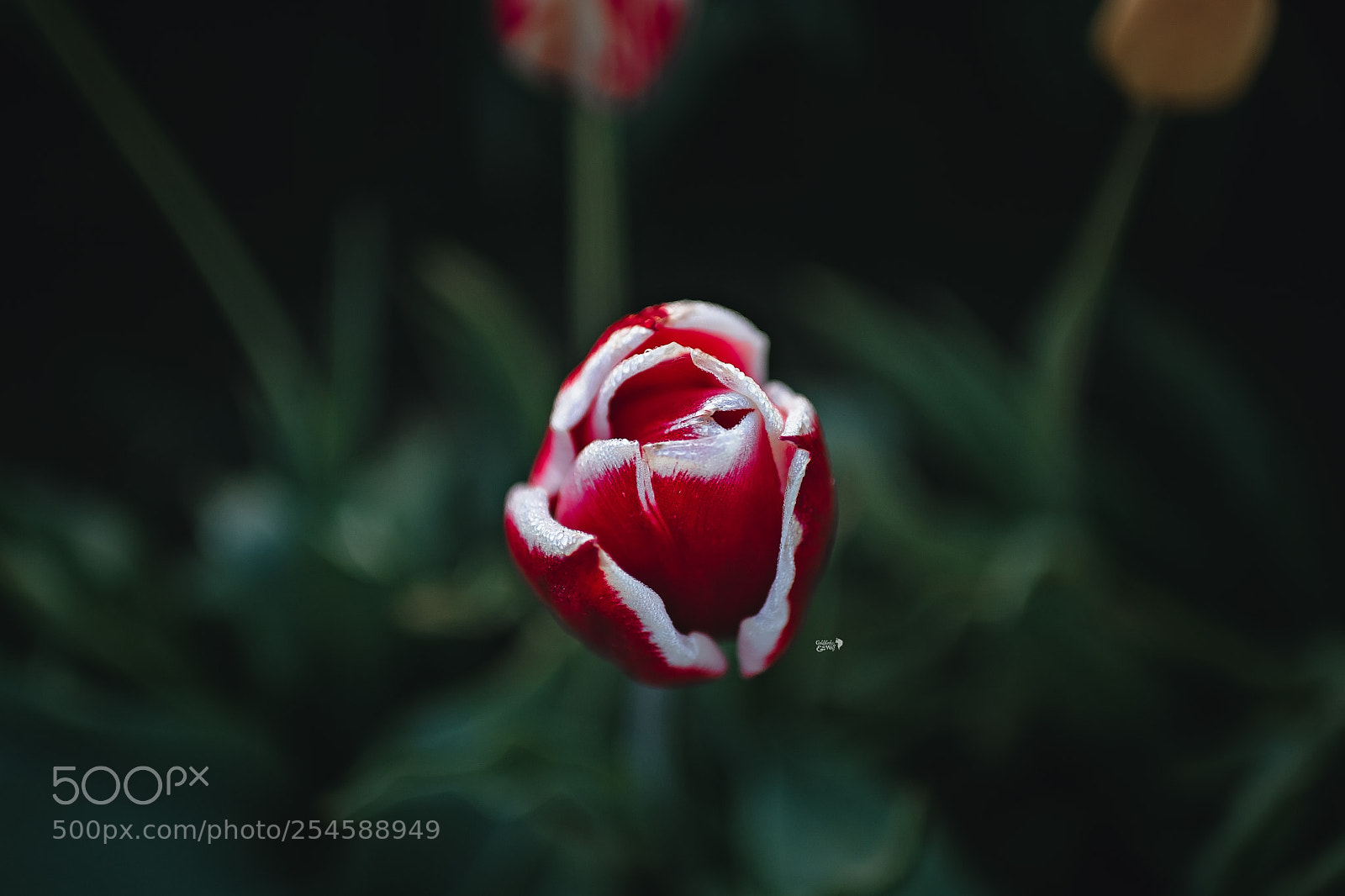 Nikon D5 sample photo. Delicate petals photography